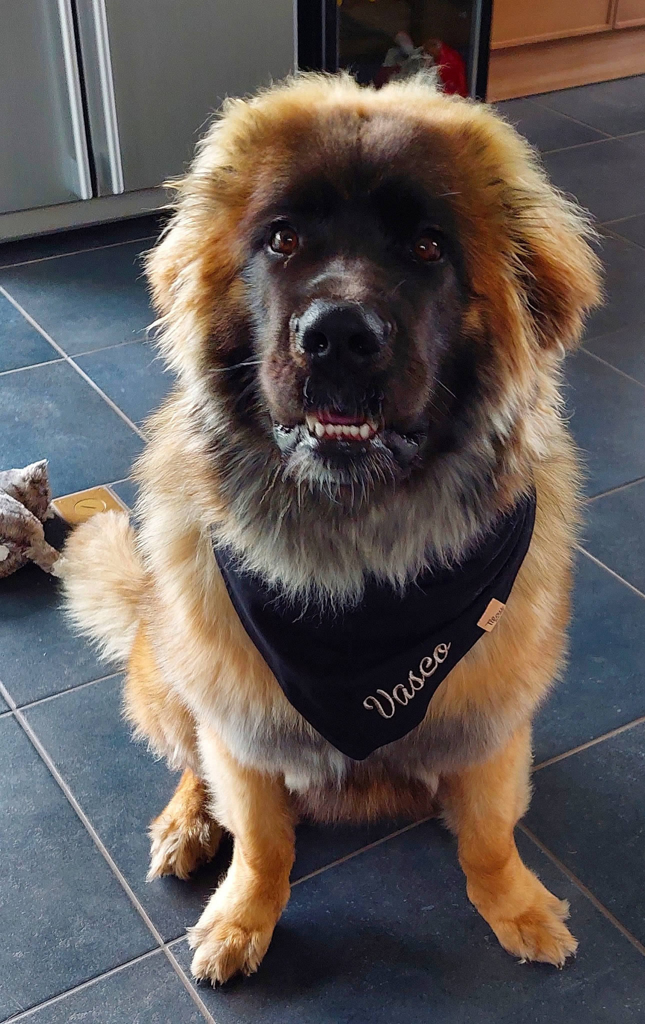 Vasco participe au concours pour gagner de l'argent avec cette photo : canidae, carnivore, collar, companion_dog, dog, dog_breed, dog_collar, door, fawn, fur, giant_dog_breed, leash, liver, snout, sporting_group, tail, tibetan_mastiff, whiskers, working_animal, working_dog