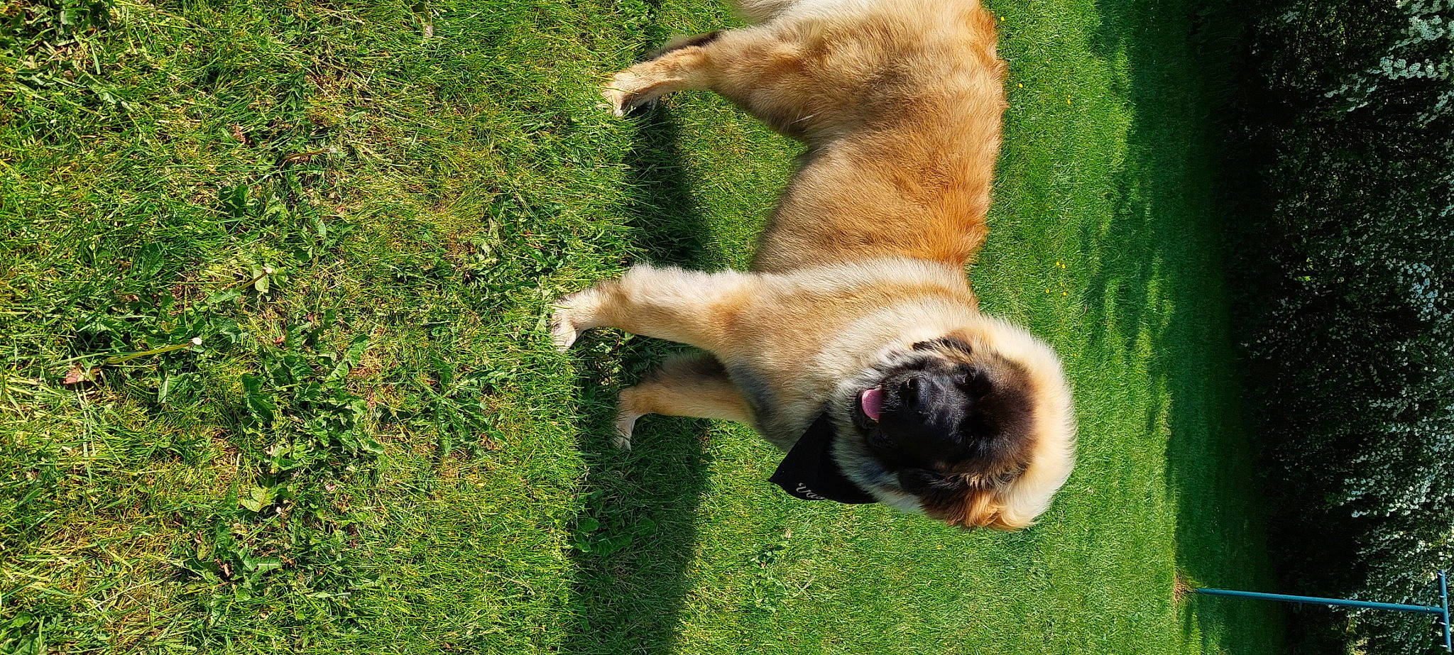 Vasco a rejoint le concours — aidez-le/la à gagner de superbes lots ! ancient_dog_breeds, canidae, carnivore, companion_dog, dog, dog_breed, fawn, grass, non_sporting_group, paw, plant, sporting_group, tail, terrestrial_animal, wildlife, working_dog