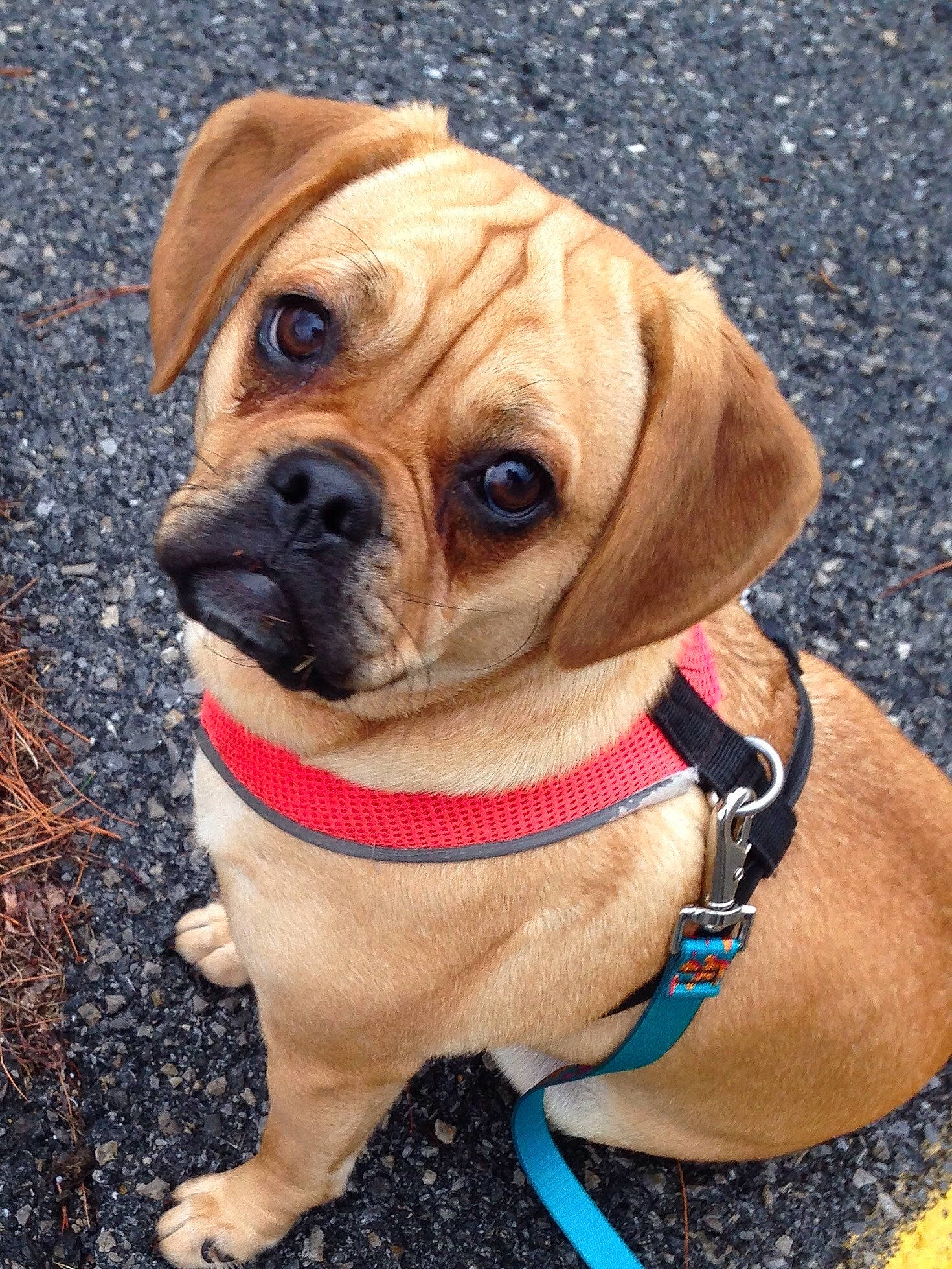 Daisy is registered to the contest to win money with this photo: ancient_dog_breeds, beagador, canidae, carnivore, companion_dog, dog, dog_breed, dog_clothes, fawn, mammal, pug, puggle, puppy, rare_breed_dog, snout, sporting_group