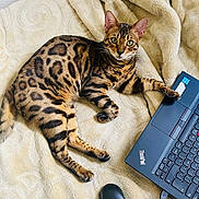 Choko participe au concours pour gagner de l'argent avec cette photo : animal, blanket, cat, computer, computerhardware, computerkeyboard, couch, electronics, furniture, hardware, kitten, laptop, mat, mouse, ocelot, pc, person, pet, sleeping