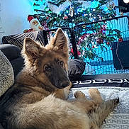 Aïko a rejoint le concours — aidez-le/la à gagner de superbes lots ! dog, puppy, german_shepherd, couch, blanket, christmas_tree, ornaments, lights, santa_figurine, indoor, holiday_decor, festive, cozy, pet, fur, ears, looking_at_camera, furniture, living_room, relaxing