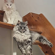 Sysko a rejoint le concours — aidez-le/la à gagner de superbes lots ! cat, cats, fluffy, white_cat, gray_cat, striped_cat, stairs, wooden_stairs, indoor, pet, feline, relaxed, sitting, stretching, long_hair, animal, cute, domestic_animal, fur, portrait