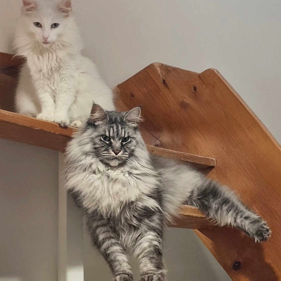 Sysko a rejoint le concours — aidez-le/la à gagner de superbes lots ! animal, cat, cats, cute, domestic_animal, feline, fluffy, fur, gray_cat, indoor, long_hair, pet, portrait, relaxed, sitting, stairs, stretching, striped_cat, white_cat, wooden_stairs