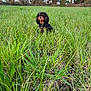 animal, canine, cockerspaniel, countryside, dog, field, grass, grassland, green, land, meadow, nature, outdoors, pet, plant, puppy, rural, tree, vegetation, woodland
