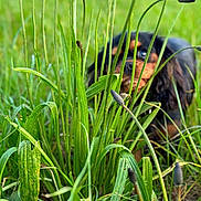 Una participe au concours pour gagner de l'argent avec cette photo : animal, bird, canine, cockerspaniel, dog, field, flower, grass, grassland, green, herbal, herbs, lawn, leaf, nature, outdoors, pet, plant, puppy, vegetation