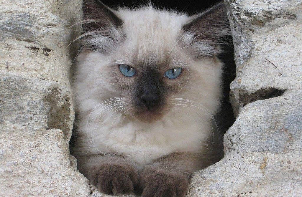 Prada a rejoint le concours — aidez-le/la à gagner de superbes lots ! balinese, birman, carnivore, cat, curious, eye, fawn, felidae, fur, hair, head, human_body, ragdoll, siamese, small_to_medium_sized_cats, snout, terrestrial_animal, thai, whiskers, wildlife