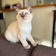 Nana a rejoint le concours — aidez-le/la à gagner de superbes lots ! cat, kitten, blue_eyes, domestic_cat, fur, whiskers, ears, paws, sitting, portrait, indoor, couch, furniture, soft_light, closeup, curious, adorable, pet, blurred_background, home