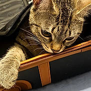 Daki a rejoint le concours — aidez-le/la à gagner de superbes lots ! cat, tabby, pet, animal, feline, curious, paw, suitcase, luggage, travel, indoor, closeup, striped, ears, whiskers, fur, resting, bed, zipper, wheel