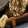cat, tabby, pet, animal, feline, curious, paw, suitcase, luggage, travel, indoor, closeup, striped, ears, whiskers, fur, resting, bed, zipper, wheel