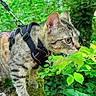 Daki participe au concours pour gagner de l'argent avec cette photo : cat, tabby, harness, leaves, forest, greenery, nature, outdoor, animal, pet, whiskers, curious, feline, mammal, tree, plant, flora, walking, exploring, daylight