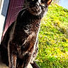 Anubis a rejoint le concours — aidez-le/la à gagner de superbes lots ! black_cat, cat, outdoor, sunlight, green_grass, purple_door, whiskers, pet, animal, feline, curious, sitting, tail, daylight, nature, close_up, portrait, domestic_cat, bright, shadow