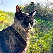 Anubis participe au concours pour gagner de l'argent avec cette photo : cat, animal, sunlight, window, outdoor, nature, greenery, whiskers, fur, pet, mammal, relaxing, daylight, peaceful, portrait, close_up, domestic_animal, sitting, sunbeam, shadow