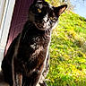 Anubis a rejoint le concours — aidez-le/la à gagner de superbes lots ! black_cat, cat, animal, pet, feline, outdoor, sunlight, greenery, nature, doorstep, grass, tree, daylight, curious, whiskers, ears, tail, sitting, portrait, closeup