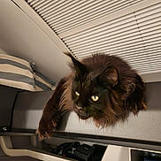 Yoda a rejoint le concours — aidez-le/la à gagner de superbes lots ! airplane, airplane_seat, animal, armrest, black_cat, cabin, cat, fluffy, fur, green_eyes, indoor, long_hair, lounging, paws, pet, portrait, relaxed, sitting, travel, window_blinds