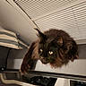 airplane, airplane_seat, animal, armrest, black_cat, cabin, cat, fluffy, fur, green_eyes, indoor, long_hair, lounging, paws, pet, portrait, relaxed, sitting, travel, window_blinds