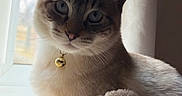 Mochi joined the competition — help win amazing prizes! animal, bell, blue_eyes, cat, collar, cozy, curtain, cute, domestic, feline, fluffy, fur, indoor, pet, plush, posing, relaxed, soft_light, whiskers, window