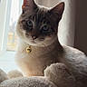 animal, bell, blue_eyes, cat, collar, cozy, curtain, cute, domestic, feline, fluffy, fur, indoor, pet, plush, posing, relaxed, soft_light, whiskers, window