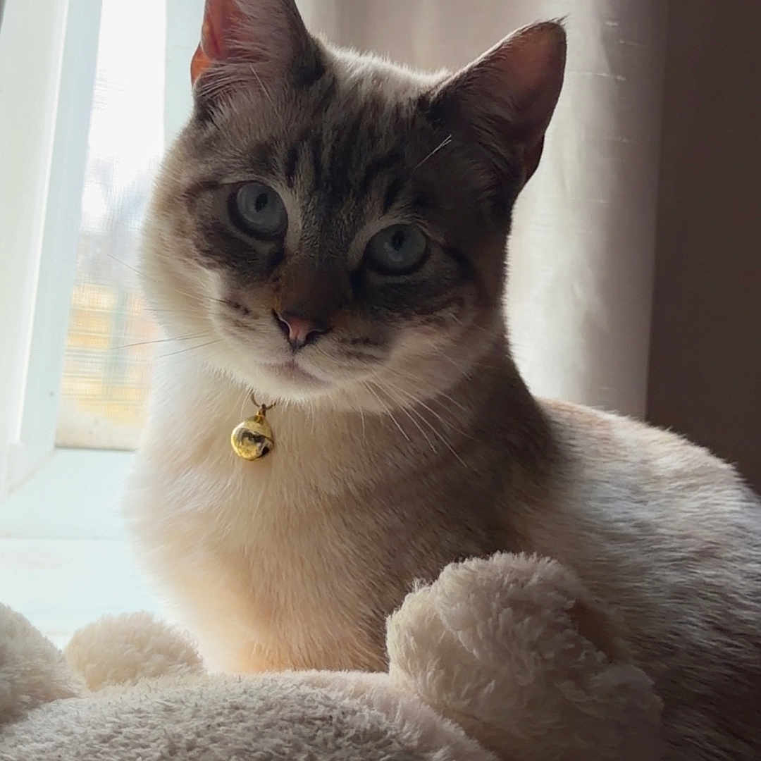 Mochi