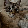 Mochi is registered to the contest to win money with this photo: animal, blanket, cat, close_up, cozy, cute, domestic, ears, eyes, feline, fur, indoor, mammal, pet, portrait, relaxed, resting, soft, tabby, whiskers