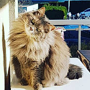 Grizouille a rejoint le concours — aidez-le/la à gagner de superbes lots ! cat, cat_like_mammal, domestic_long_haired_cat, fauna, fur, norwegian_forest_cat, siberian, small_to_medium_sized_cats, snout, whiskers