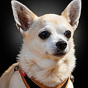 Chou participe au concours pour gagner de l'argent avec cette photo : chihuahua, dog, pet, close_up, animal, ears, fur, harness, cute, portrait, small_dog, canine, domestic_animal, mammal, whiskers, alert, studio_lighting, black_background, looking_away, adorable