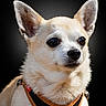 chihuahua, dog, pet, close_up, animal, ears, fur, harness, cute, portrait, small_dog, canine, domestic_animal, mammal, whiskers, alert, studio_lighting, black_background, looking_away, adorable