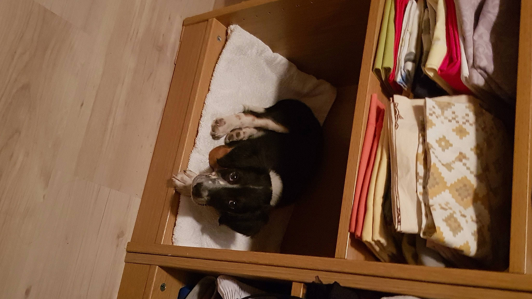 Rock a rejoint le concours — aidez-le/la à gagner de superbes lots ! cat, fawn, room