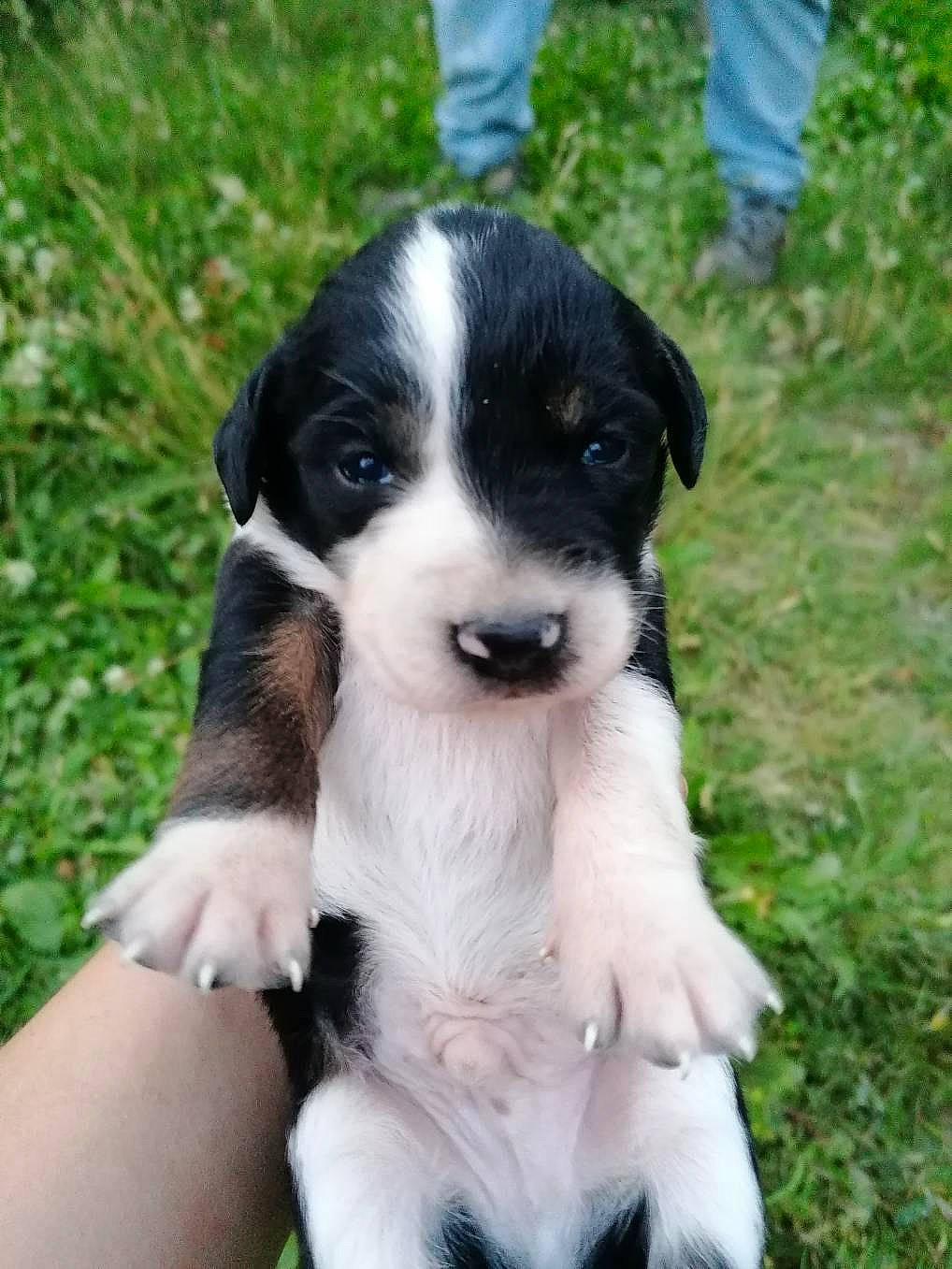 Rock a rejoint le concours — aidez-le/la à gagner de superbes lots ! australian_collie, australian_shepherd, border_collie, canidae, carnivore, companion_dog, dog, dog_breed, english_shepherd, mammal, miniature_australian_shepherd, puppy, rare_breed_dog, sporting_group, stabyhoun, vertebrate