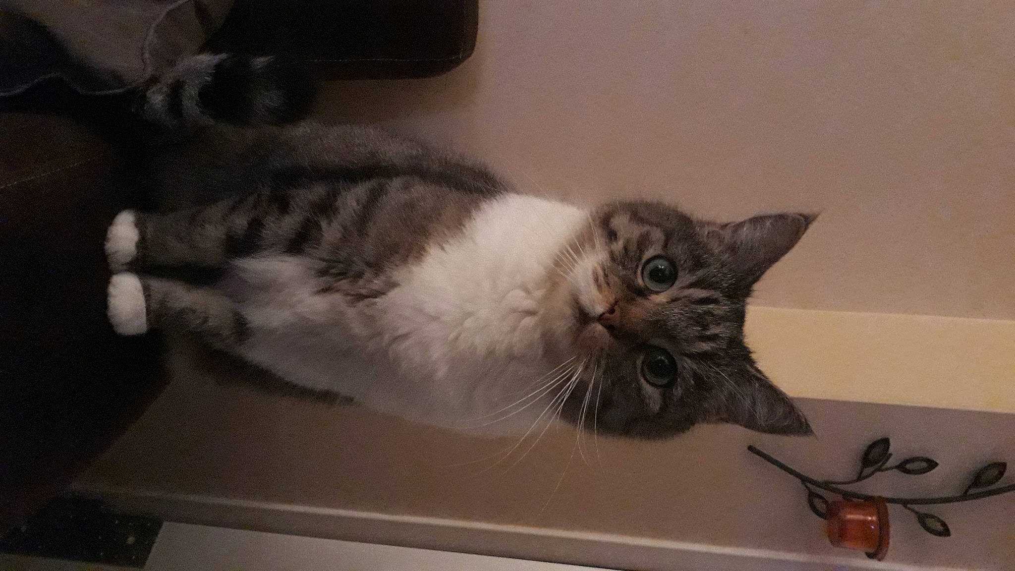 Pitou participe au concours pour gagner de l'argent avec cette photo : carnivore, cat, domestic_short_haired_cat, felidae, fur, paw, room, small_to_medium_sized_cats, snout, tail, whiskers, window