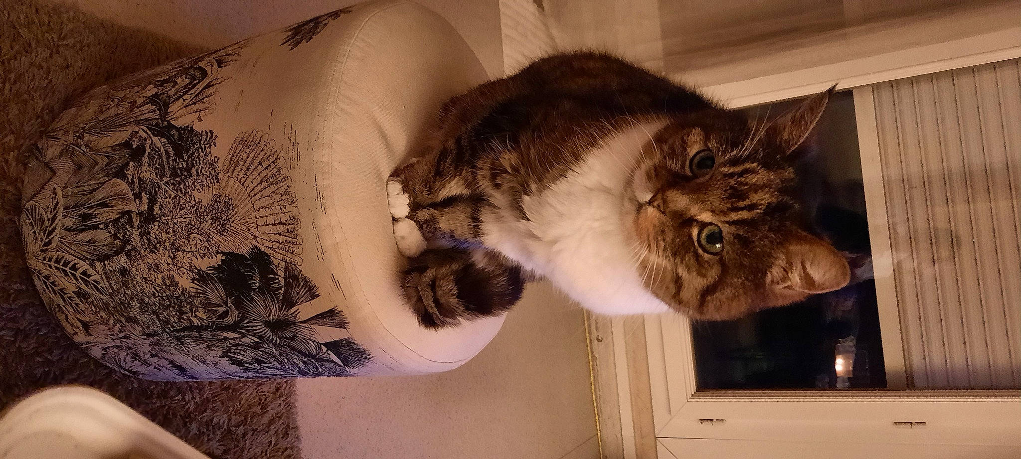 Pitou a rejoint le concours — aidez-le/la à gagner de superbes lots ! cabinetry, carnivore, cat, chest, comfort, couch, domestic_short_haired_cat, felidae, fur, human_leg, paw, room, sleeve, small_to_medium_sized_cats, snout, tail, tattoo, temporary_tattoo, whiskers, window