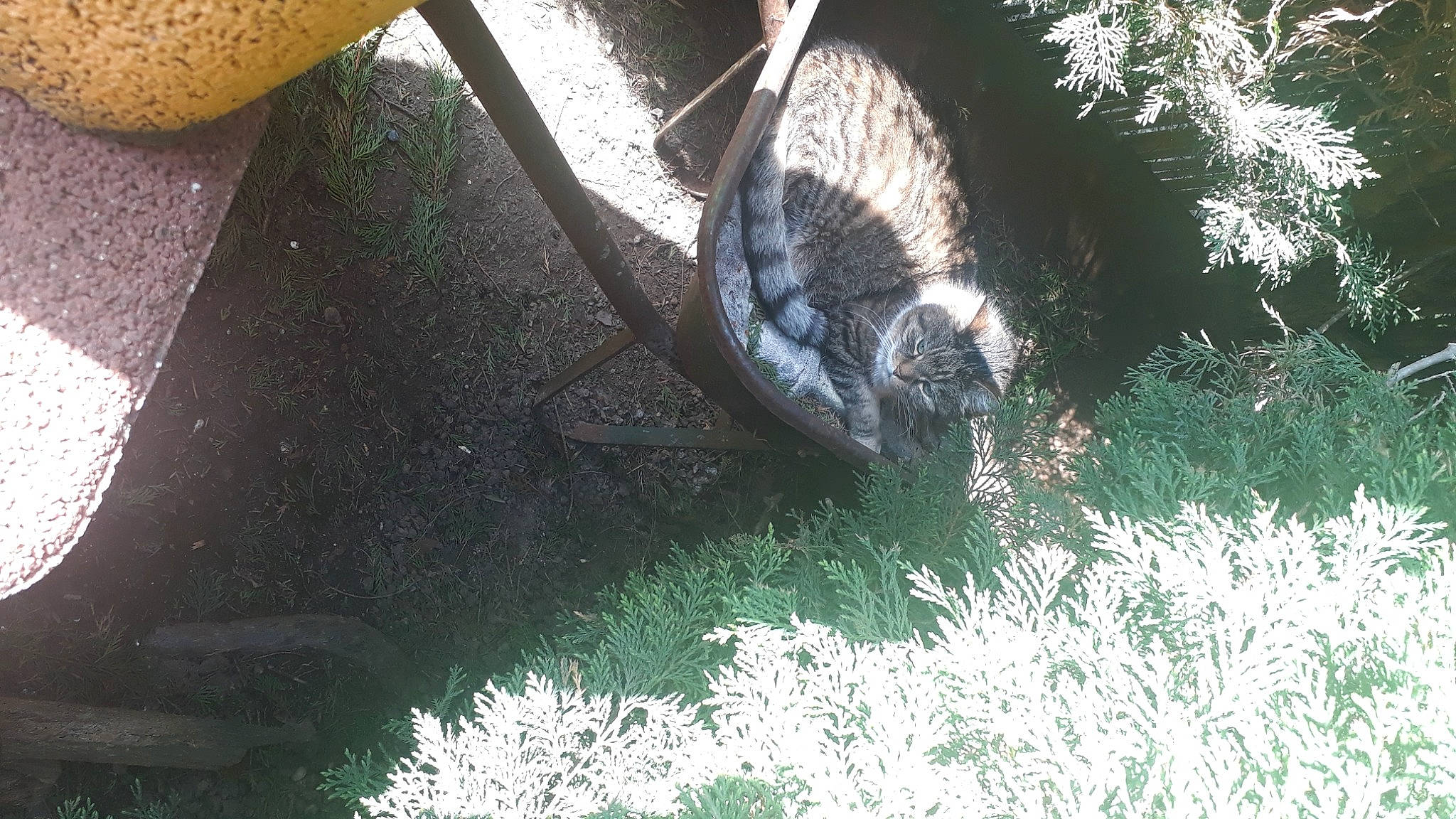 Pitou a rejoint le concours — aidez-le/la à gagner de superbes lots ! auto_part, automotive_exterior, automotive_tire, automotive_wheel_system, beak, flightless_bird, grass, human_leg, jungle, landscape, plant, rock, shadow, soil, tail, terrestrial_animal, tints_and_shades, trunk, wildlife, wood