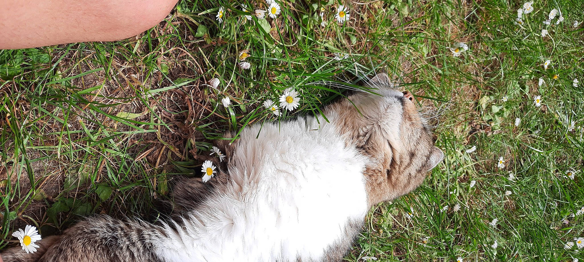 Pitou participe au concours pour gagner de l'argent avec cette photo : annual_plant, beak, camomile, chamaemelum_nobile, daisy, daisy_family, flower, flowering_plant, fur, grass, groundcover, herbaceous_plant, petal, plant, rock, soil, wildflower, wildlife