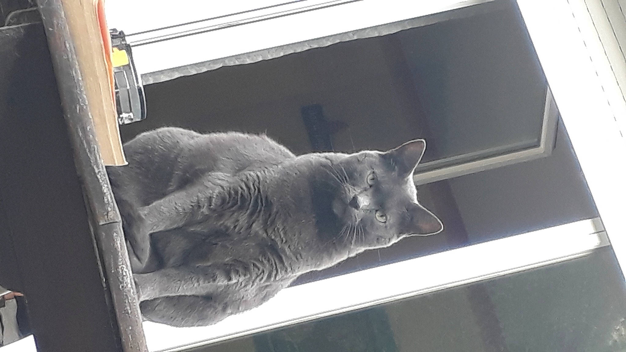 Vanille a rejoint le concours — aidez-le/la à gagner de superbes lots ! carnivore, cat, display_device, domestic_short_haired_cat, felidae, fur, glass, grey, rectangle, room, small_to_medium_sized_cats, tail, whiskers, window, wood