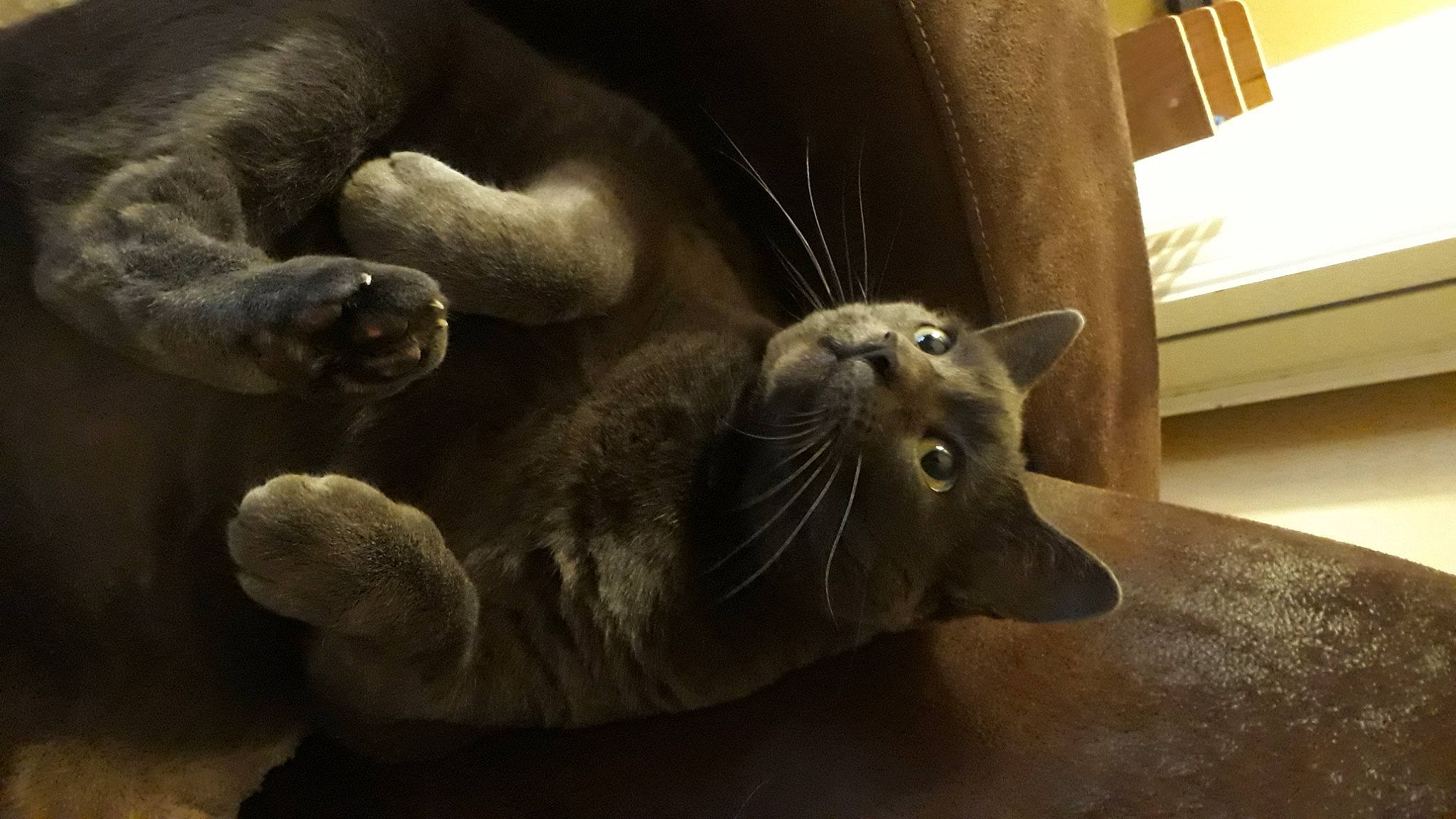 Vanille participe au concours pour gagner de l'argent avec cette photo : carnivore, cat, claw, dog_breed, domestic_short_haired_cat, fawn, felidae, fur, grey, paw, sculpture, small_to_medium_sized_cats, snout, tail, terrestrial_animal, vertebrate, whiskers, wildlife, window, working_animal