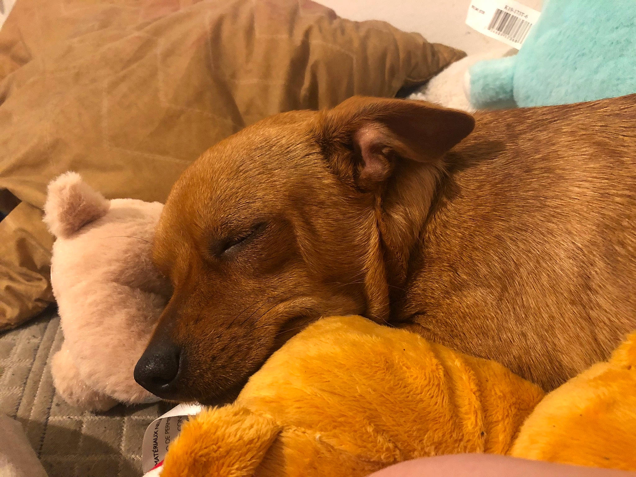 Caramel N Diva N Hope is registered to the contest to win money with this photo: bedtime, canidae, carnivore, comfort, companion_dog, dog, dog_breed, dog_supply, ear, fawn, fur, liver, nap, paw, sleep, snout, sporting_group, terrestrial_animal, whiskers, working_animal