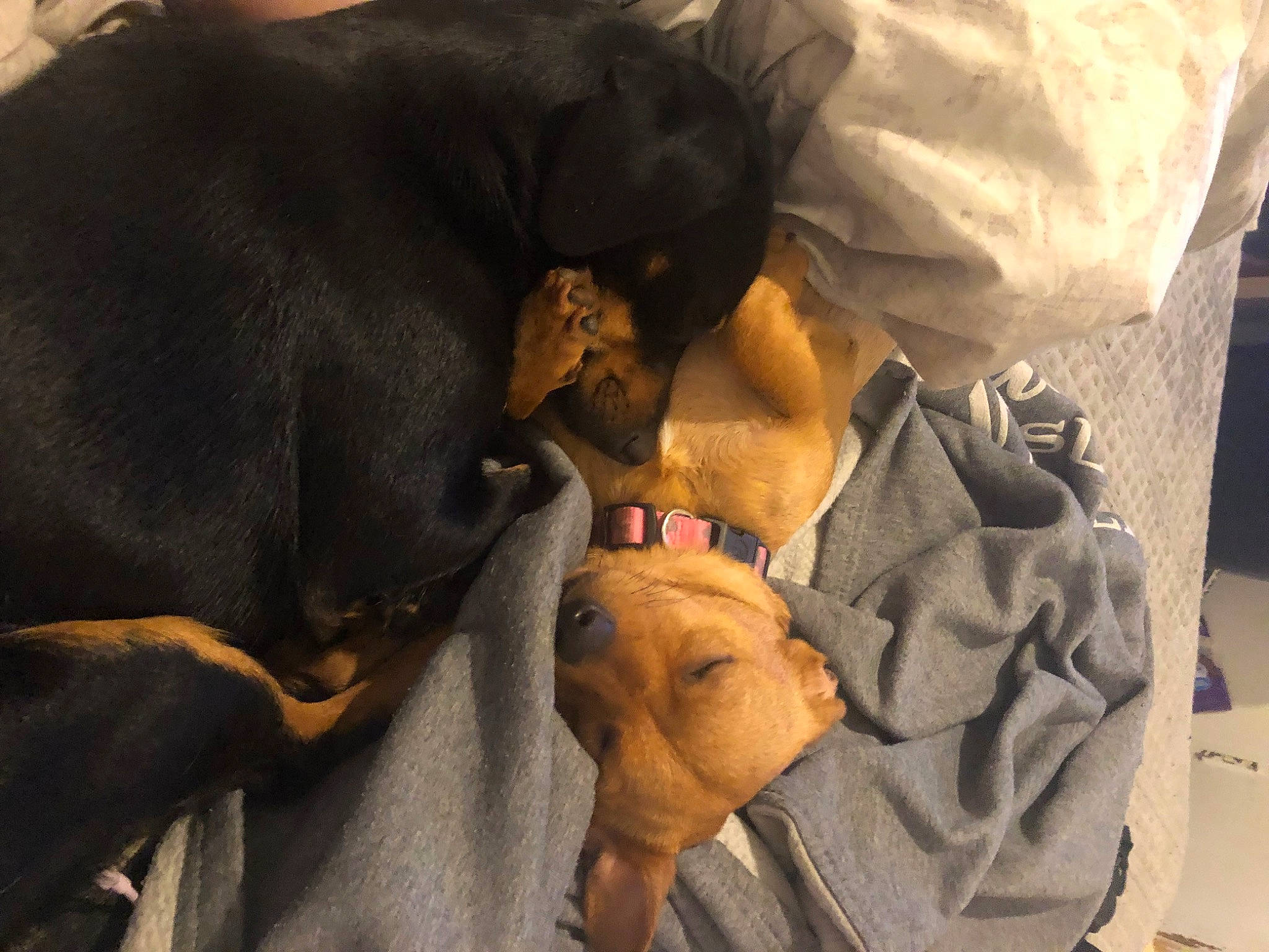 Caramel N Diva N Hope joined the competition — help win amazing prizes! bed, canidae, carnivore, collar, comfort, companion_dog, dog, dog_breed, dog_collar, fawn, guard_dog, linens, mammal, montenegrin_mountain_hound, nap, puppy, snout, sporting_group, toy_dog, working_animal