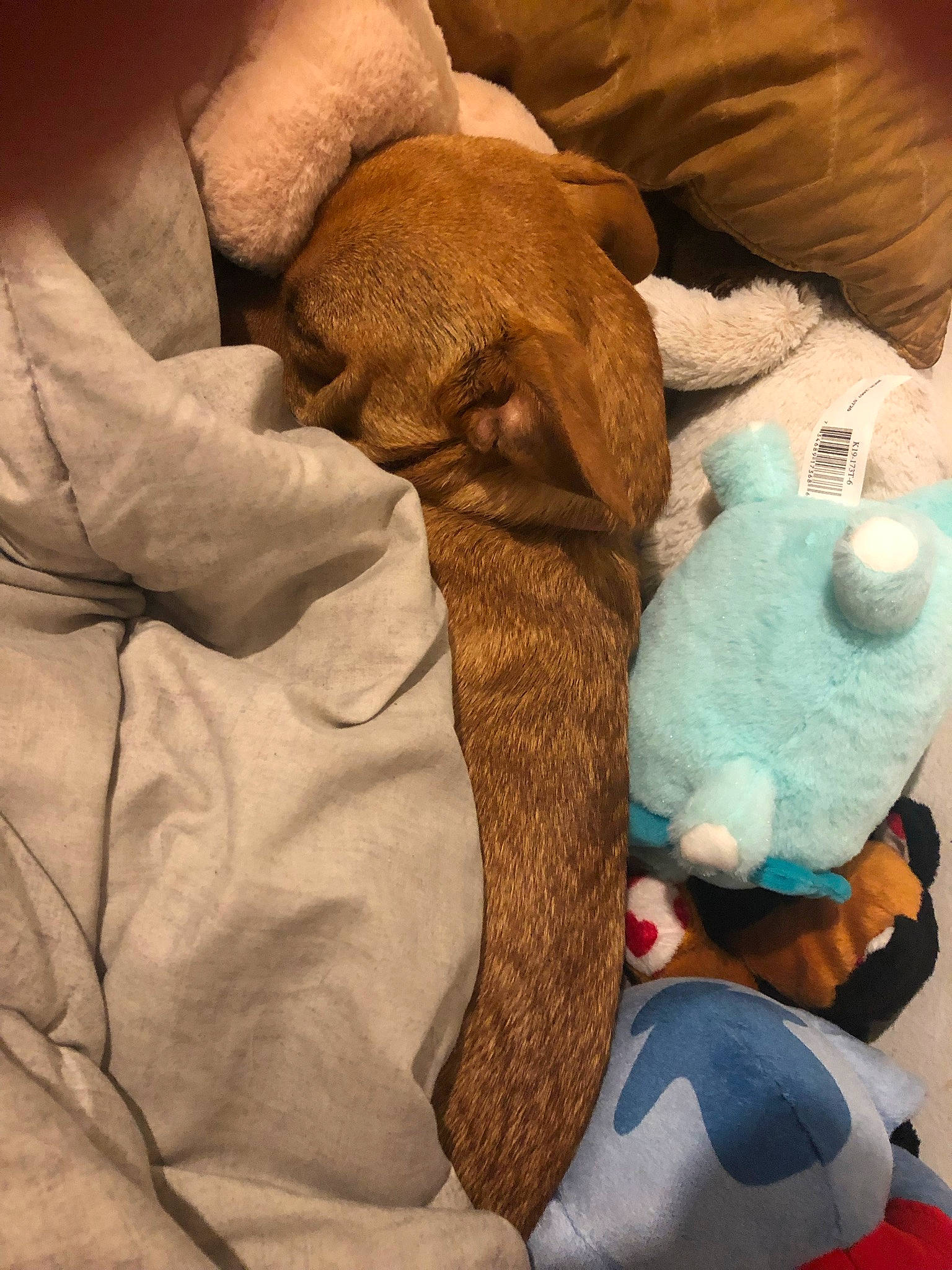 Caramel N Diva N Hope is registered to the contest to win money with this photo: baby_products, baby_toys, bed_sheet, bedding, brown, comfort, companion_dog, dog, electric_blue, fawn, fur, linens, plush, room, stuffed_toy, textile, tints_and_shades, toy, wood, wool