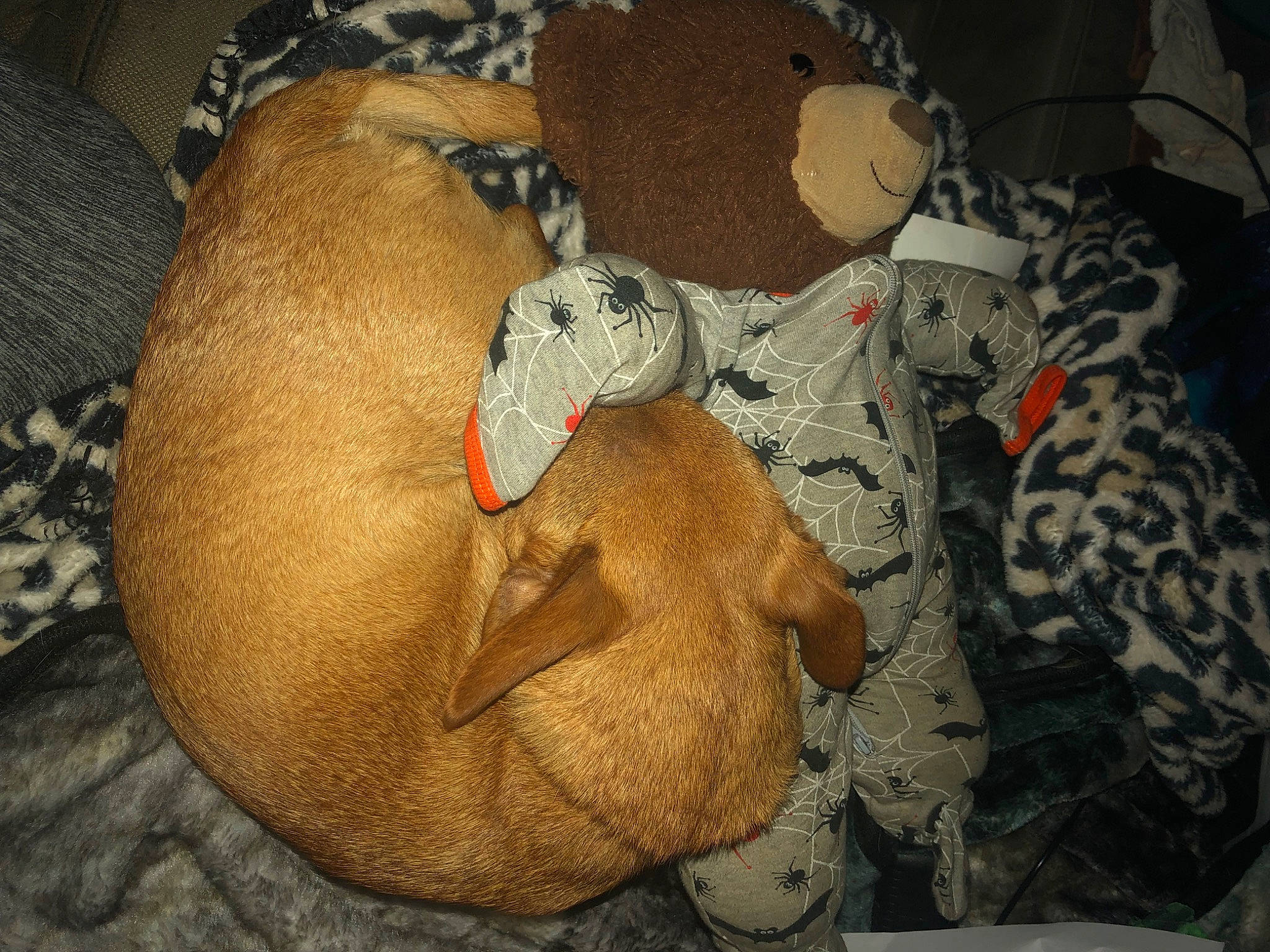 Caramel N Diva N Hope joined the competition — help win amazing prizes! art, baby_toys, bag, brown, carmine, comfort, fawn, fur, luggage_and_bags, military_camouflage, pattern, plush, room, snout, stuffed_toy, teddy_bear, terrestrial_animal, toy