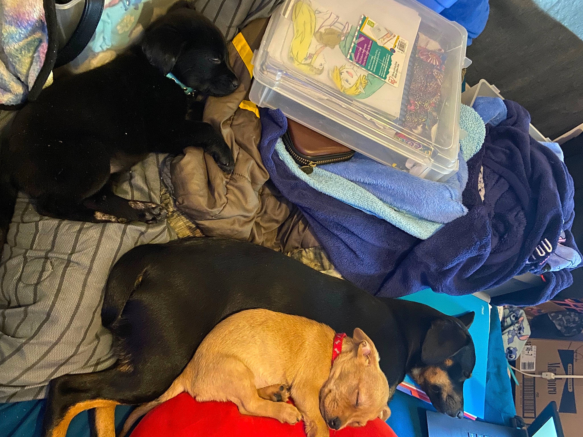 Caramel is registered to the contest to win money with this photo: backpack, bag, baggage, black, blue, canidae, carnivore, comfort, companion_dog, dog, dog_breed, dog_supply, fawn, guard_dog, linens, luggage_and_bags, nap, publication, room, working_animal