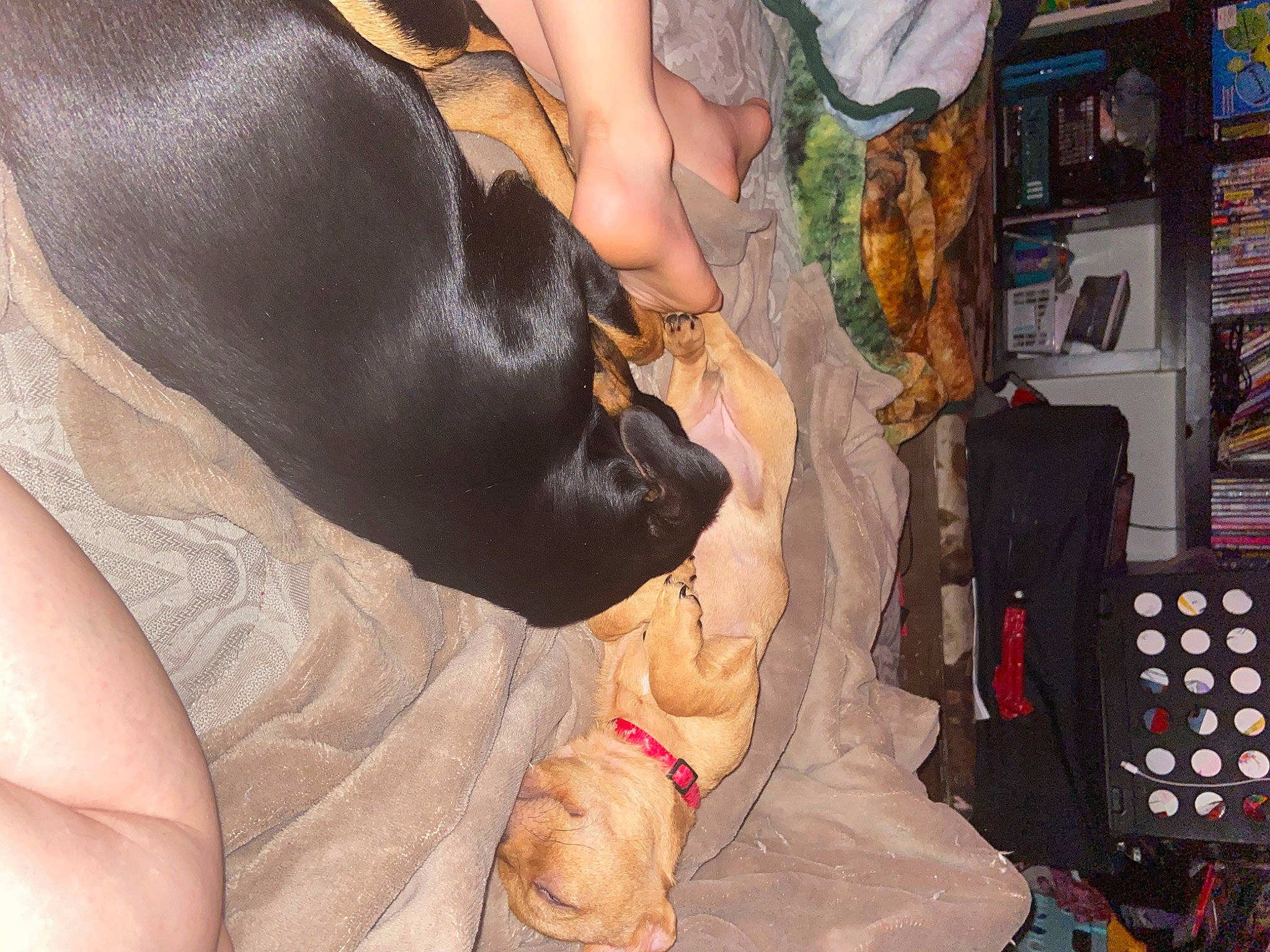 Caramel joined the competition — help win amazing prizes! bag, canidae, carnivore, comfort, companion_dog, dog, dog_breed, fawn, foot, fur, guard_dog, human_leg, lap, nail, paw, picture_frame, sporting_group, thigh, whiskers, wrist