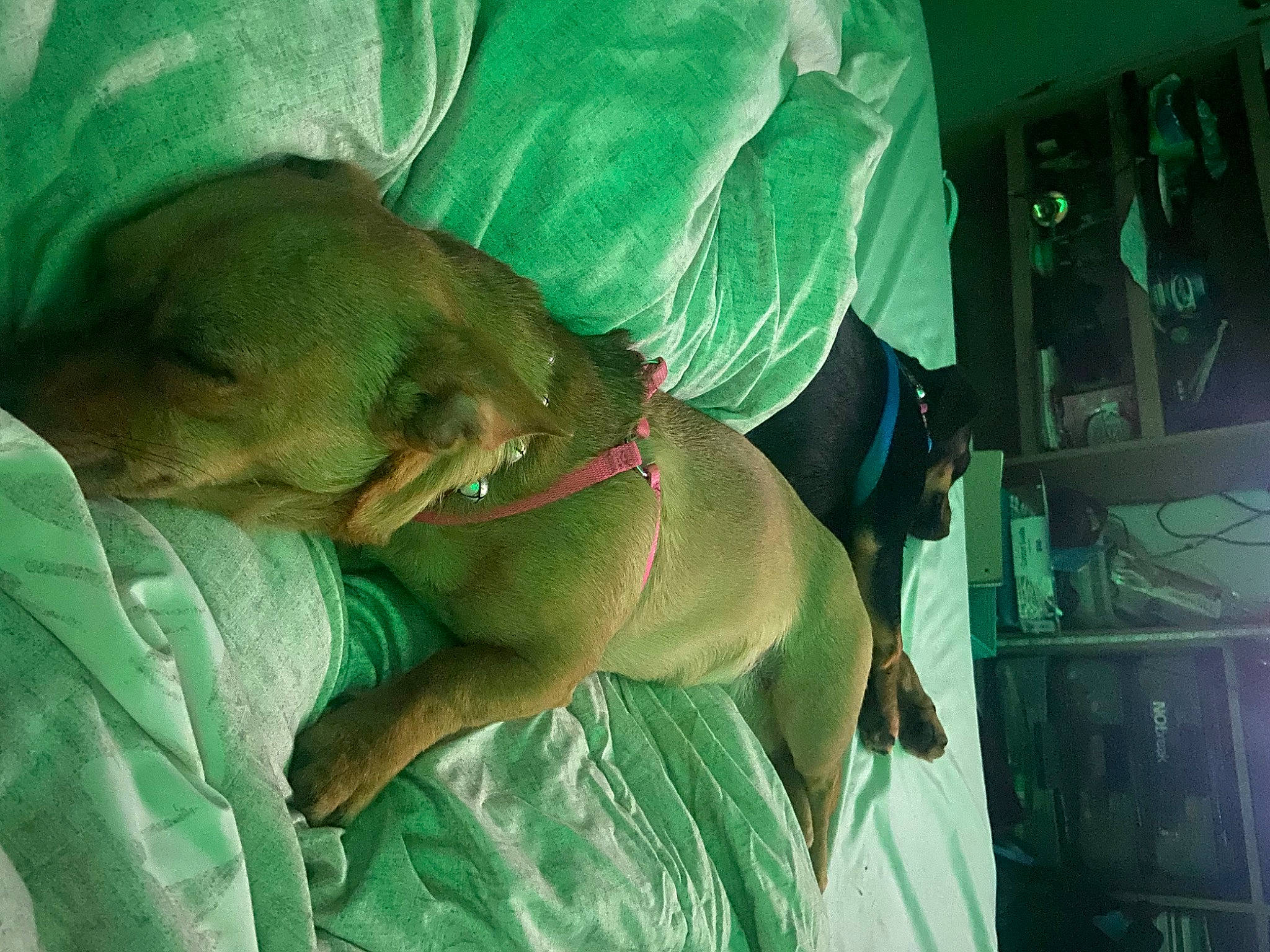 Diva is registered to the contest to win money with this photo: abdomen, canidae, carnivore, chest, comfort, companion_dog, dog, dog_breed, elbow, fawn, guard_dog, human_leg, jaw, knee, liver, sporting_group, thigh, trunk, working_animal, wrinkle