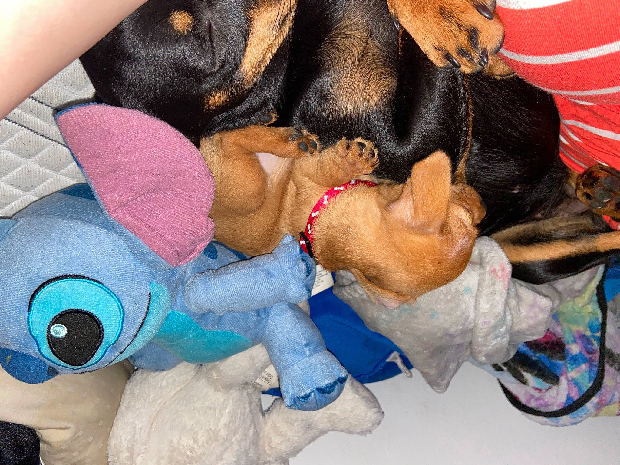 Diva joined the competition — help win amazing prizes! baby_toys, comfort, companion_dog, dog, dog_breed, dog_supply, dog_toy, electric_blue, fawn, fur, linens, mammal, nail, plush, stuffed_toy, tail, textile, toy, vertebrate, working_animal