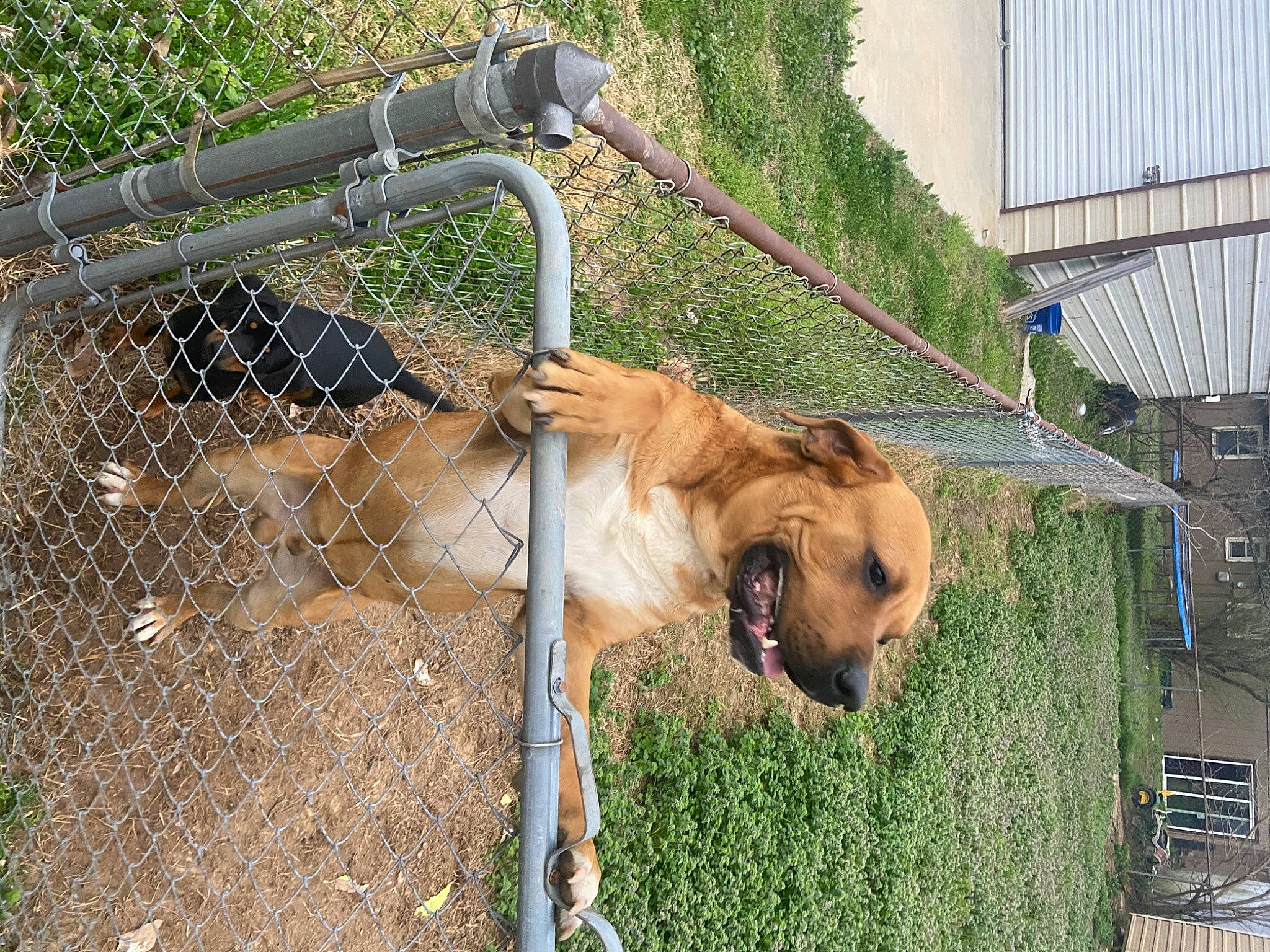 Diva is registered to the contest to win money with this photo: animal_shelter, canidae, carnivore, collar, companion_dog, dog, dog_breed, fawn, fence, fur, grass, leash, pet_supply, plant, snout, sporting_group, terrestrial_animal, wildlife, wire_fencing, working_animal