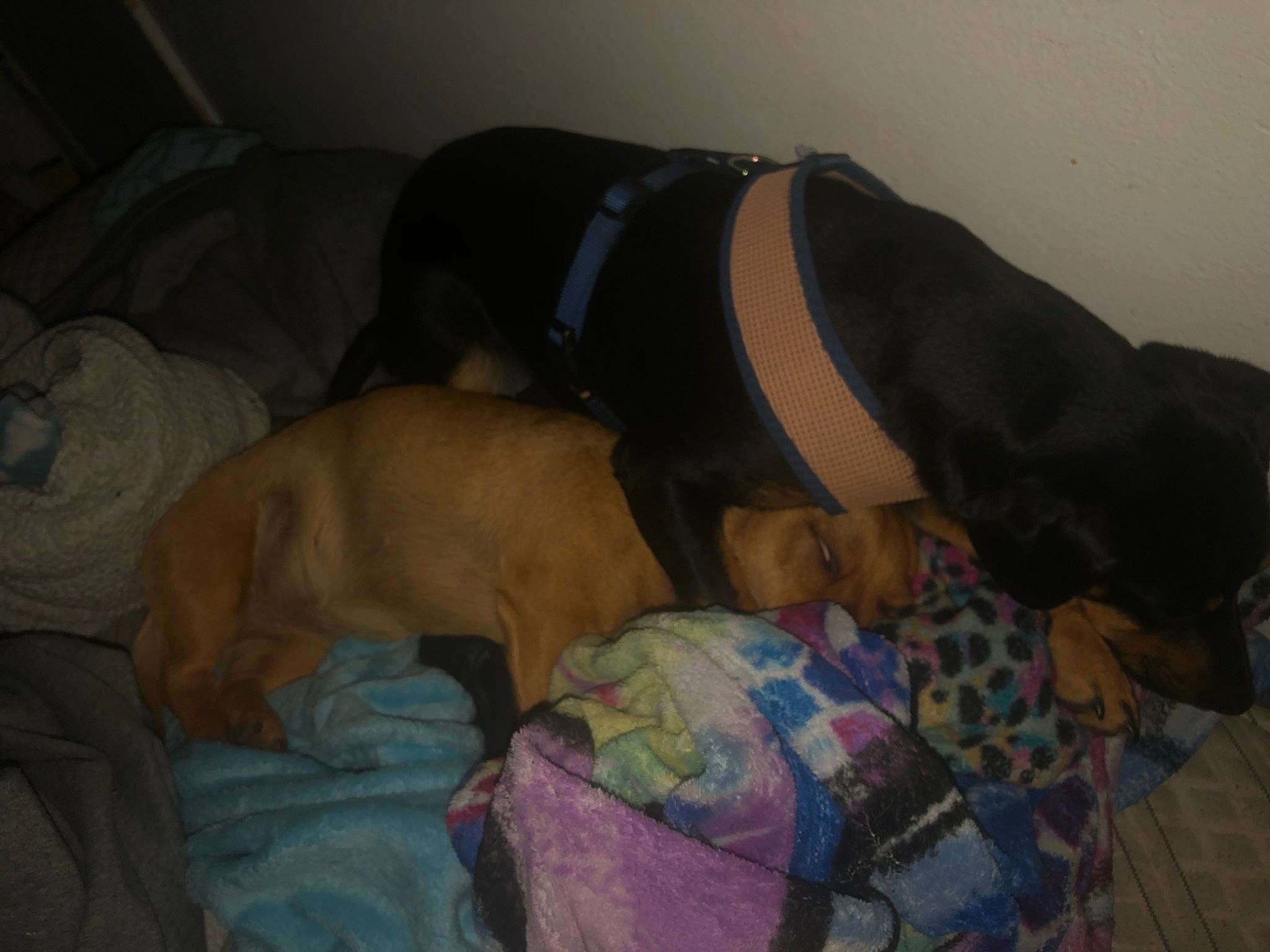 Diva joined the competition — help win amazing prizes! bed, bed_sheet, bedding, bedtime, canidae, carnivore, comfort, companion_dog, dog, dog_breed, dog_supply, fawn, fur, guard_dog, linens, nap, room, sporting_group, tree, working_animal