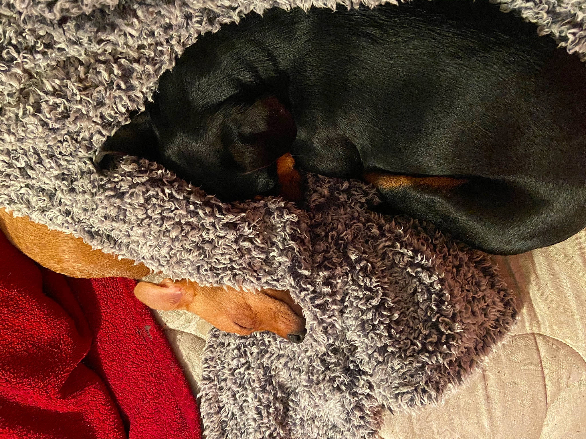 Diva is registered to the contest to win money with this photo: canidae, carnivore, claw, comfort, companion_dog, dog, dog_breed, fawn, foot, fur, liver, mammal, nap, organism, paw, sporting_group, tail, terrestrial_animal, vertebrate, working_animal