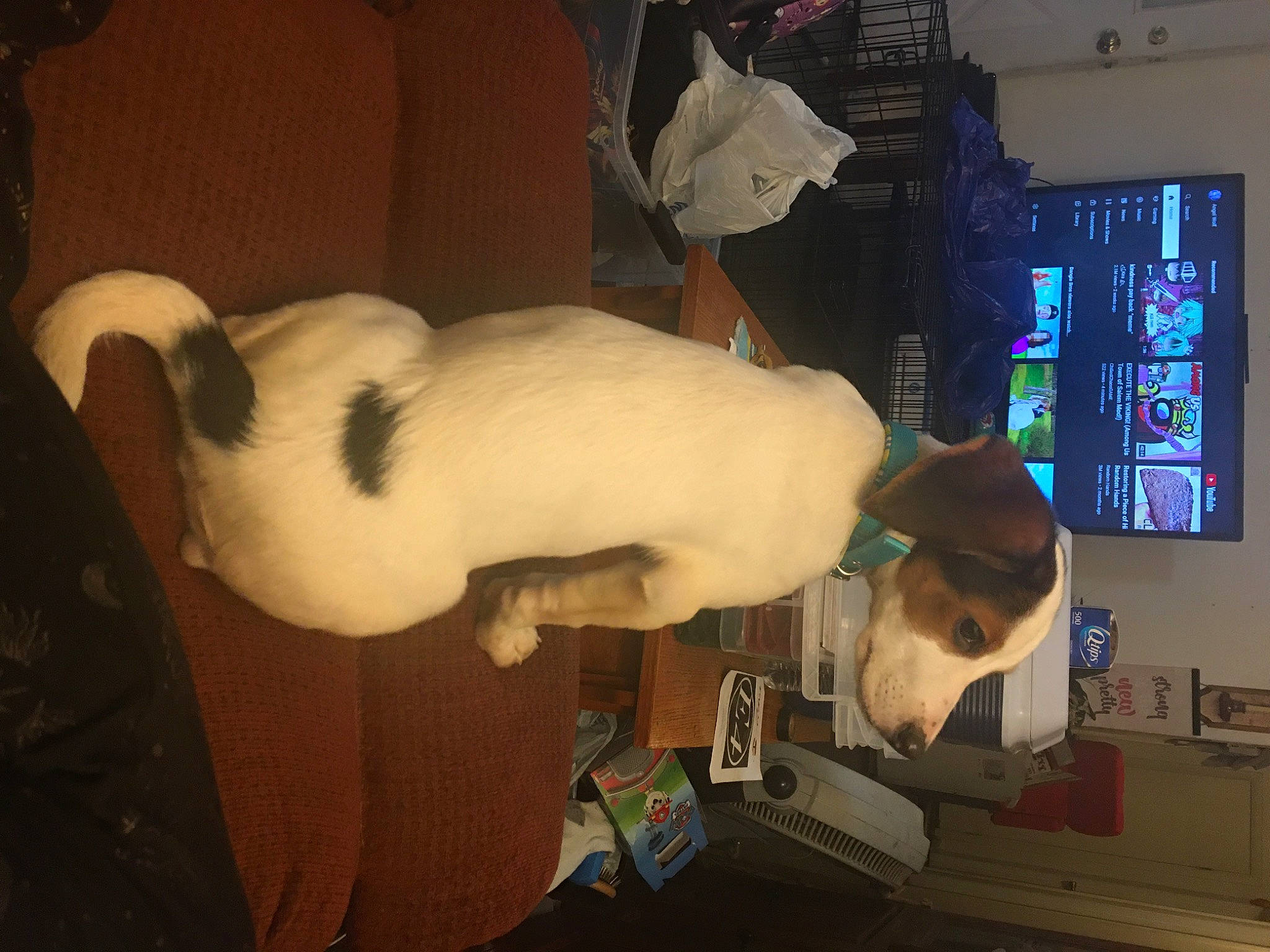 Hope joined the competition — help win amazing prizes! abdomen, animation, art, barechested, canidae, chest, display_device, ear, fawn, felidae, fun, fur, machine, plush, room, small_to_medium_sized_cats, snout, tail, trunk, vertebrate