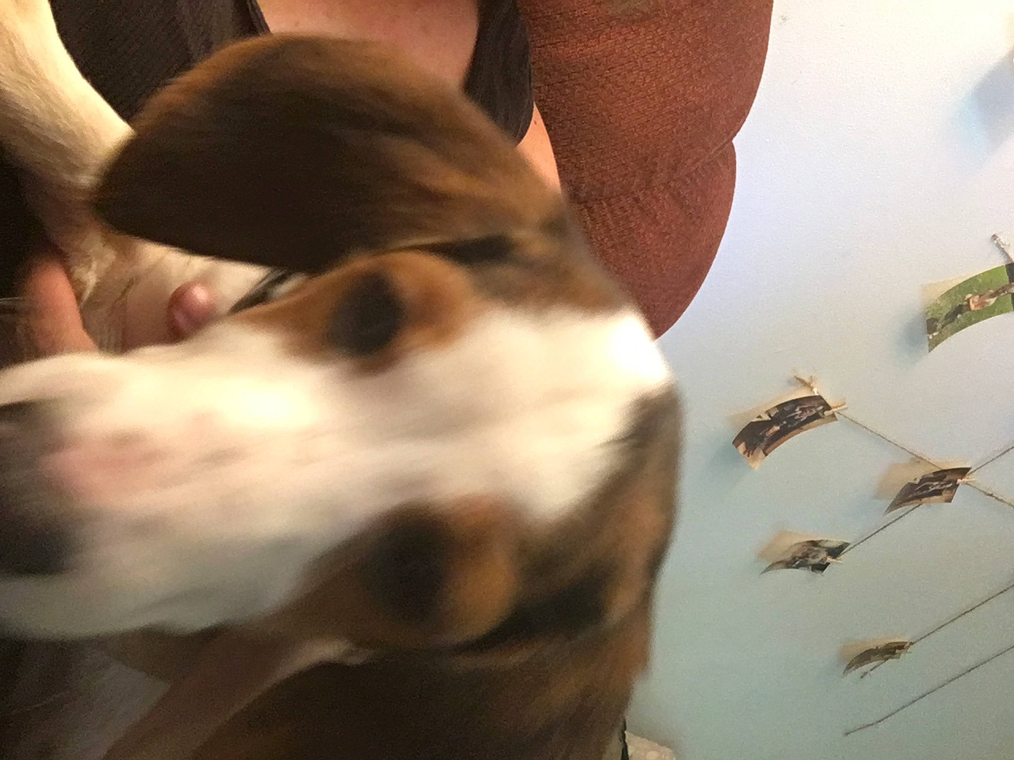 Hope joined the competition — help win amazing prizes! carnivore, cloud, comfort, companion_dog, dog, dog_breed, eye, fawn, felidae, fur, head, insect, mammal, paw, sky, small_to_medium_sized_cats, sporting_group, tail, whiskers, wood