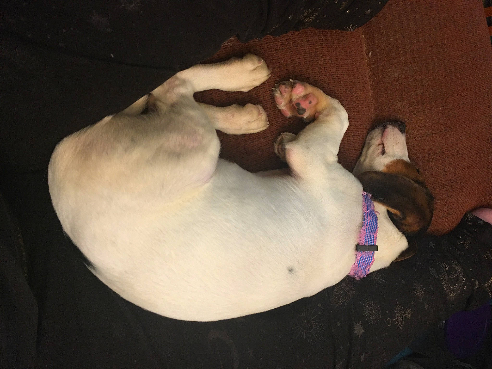 Hope joined the competition — help win amazing prizes! abdomen, carnivore, chest, cloud, comfort, companion_dog, dog, dog_breed, ear, fawn, felidae, fur, human_leg, paw, small_to_medium_sized_cats, snout, sporting_group, tail, trunk, whiskers