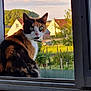 animal, calico, calm, cat, countryside, curious, daylight, feline, fence, grass, green_eyes, house, nature, outdoor, pet, portrait, sunlight, tree, window, windowsill