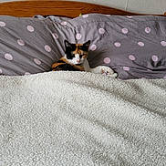 Calie participe au concours pour gagner de l'argent avec cette photo : animal, bed, blanket, calico, cat, comfort, cozy, domestic, feline, fur, indoor, pet, pillow, polka_dot, relaxation, resting, sleeping, texture, warm, wooden_headboard